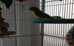 Lovebirds birds for sale: Love birds family - Image 5