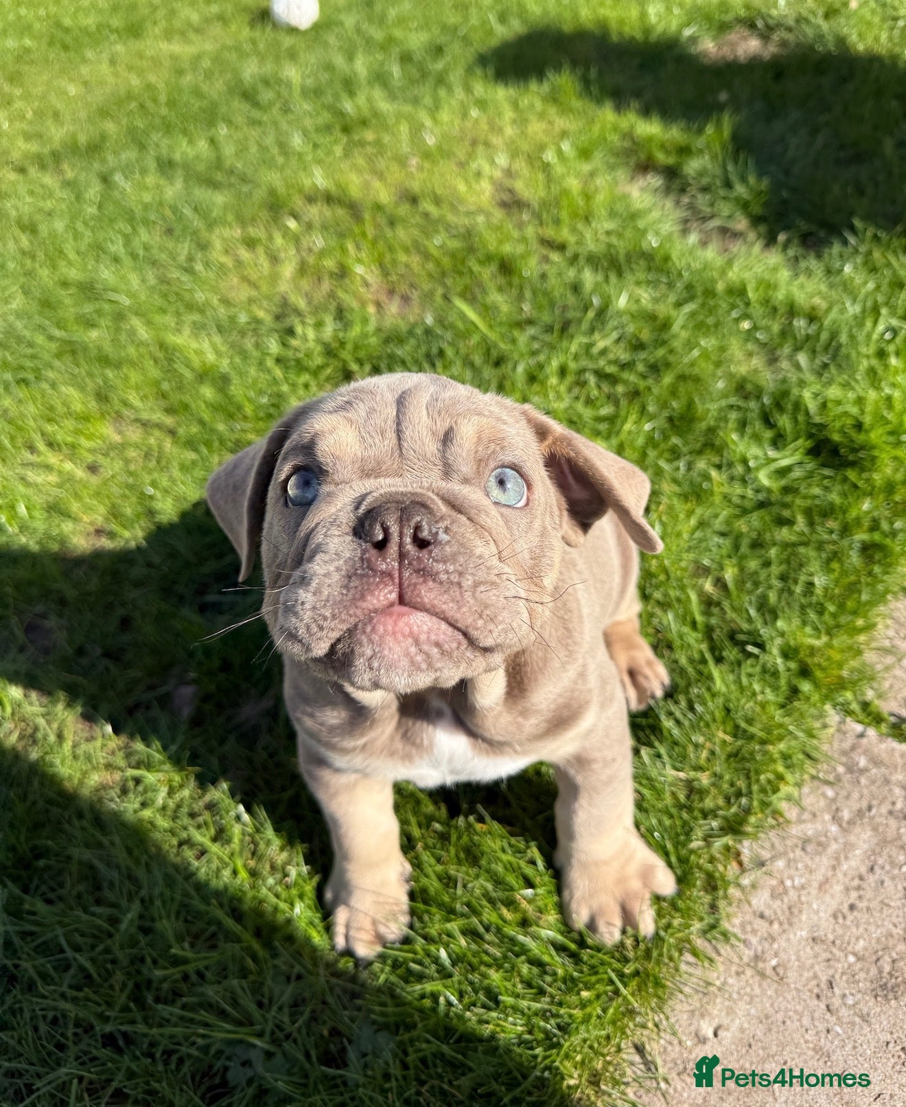 English Bulldog dogs Blue and tan kc English bulldog  - Advert 4