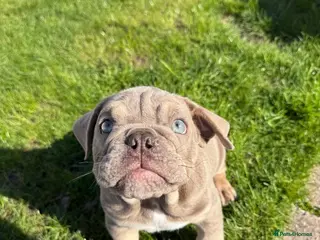 English Bulldog dogs Blue and tan kc English bulldog - Advert 1