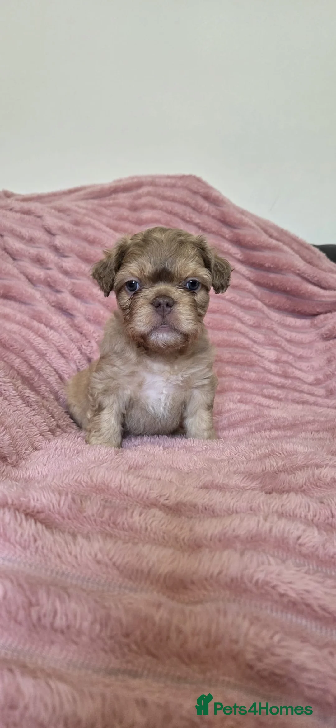 French Bulldog dogs for sale: Adorable fluffy floodle french bulldogs - Advert 2