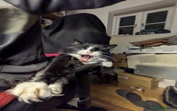Maine Coon cats for sale: [OREO] LOVING SOFT CARING MAIN COON / RAG DOLL  - Image 2
