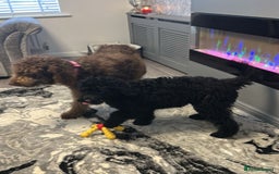 Mixed Breed dogs for sale: Beautiful labradoodle cross bernadoodle - Image 5