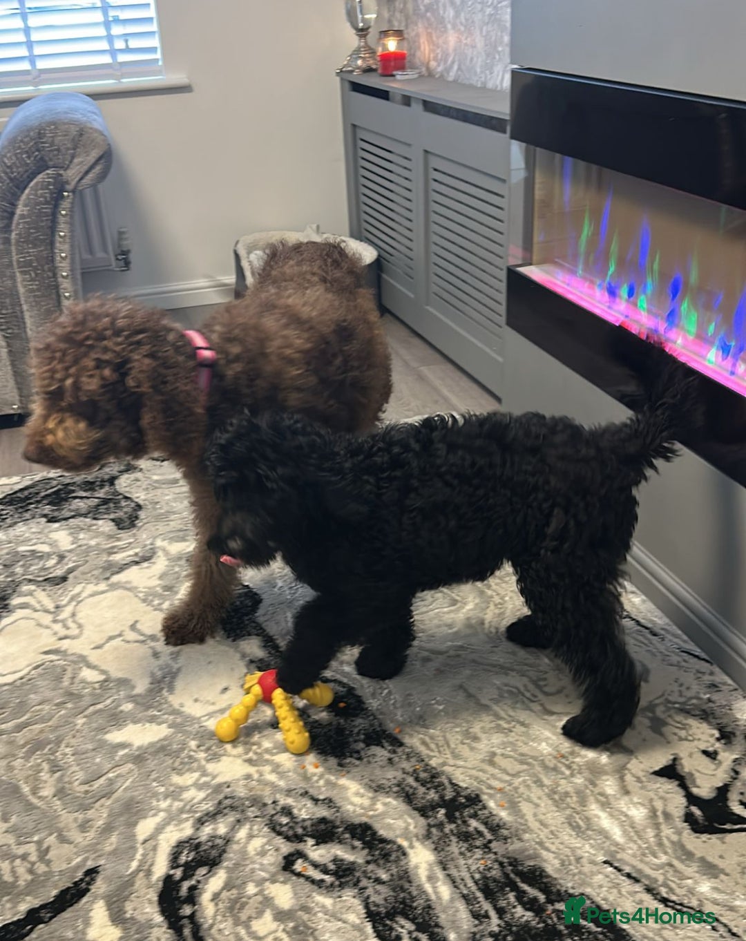 Mixed Breed dogs for sale: Beautiful labradoodle cross bernadoodle - Image 5