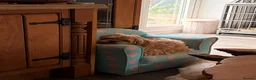 Shih Tzu dogs for sale: Little girl! - Advert 1