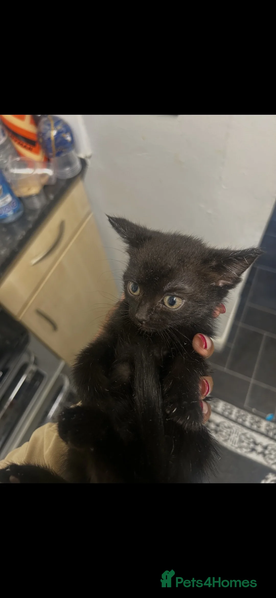 Mixed Breed cats for sale: 4 Adorable Tuxedo x Russian Blue Kittens For Sale - Advert 2