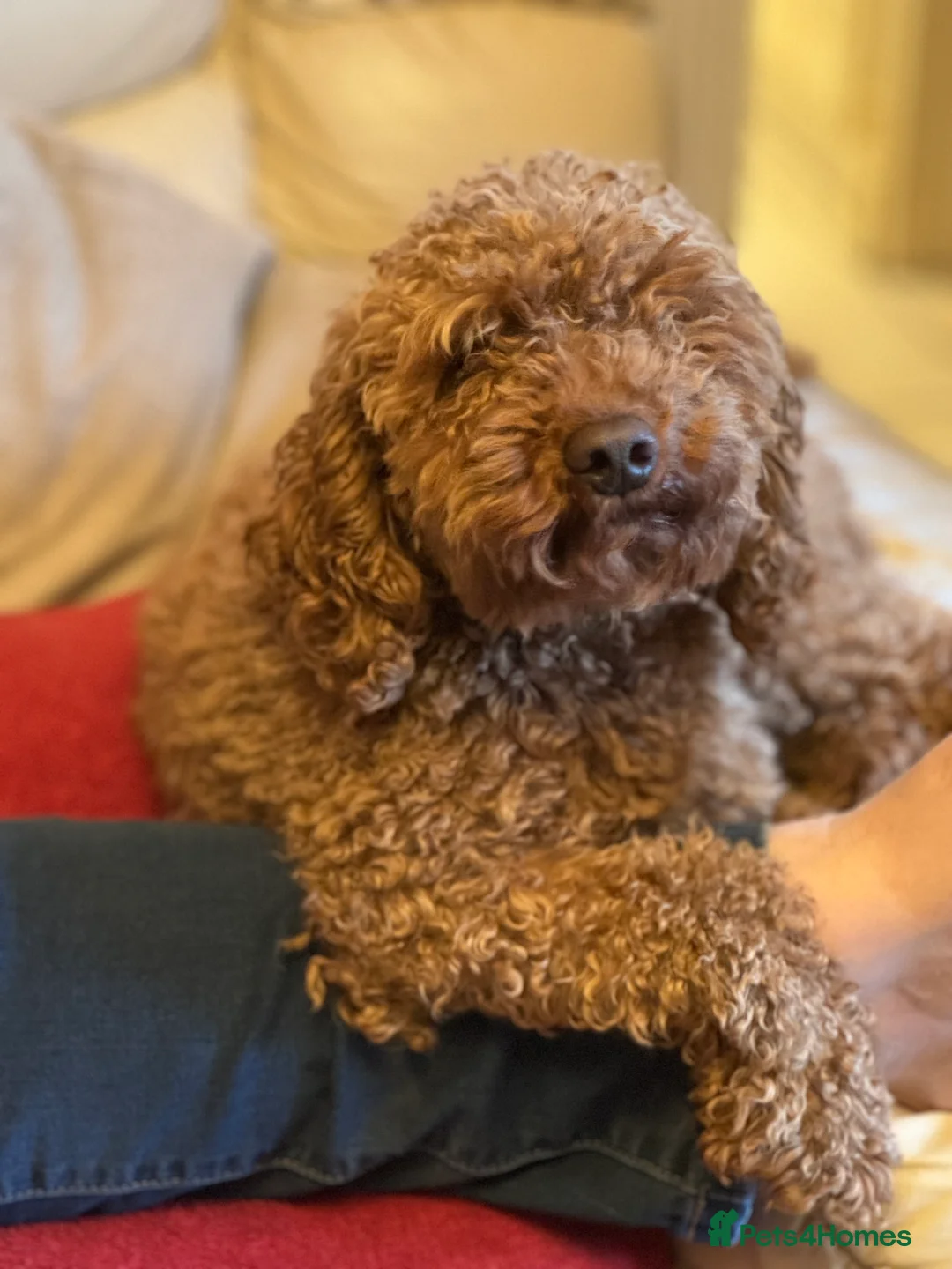 Miniature Poodle dogs for stud: HEALTH TESTED RED MINIATURE POODLE in Bewdley - Advert 5
