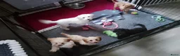 Mixed Breed dogs for sale: Cavapoochon puppies with 5 weeks free insurance  - Advert 22