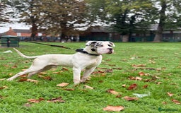 Mixed Breed dogs for sale: Cane Corso mixied with dog geramn - Advert 1