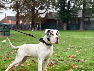 Mixed Breed dogs for sale: Cane Corso mixied with dog geramn - Advert 1