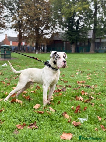 Mixed Breed dogs Cane Corso mixied with dog geramn - Advert 1