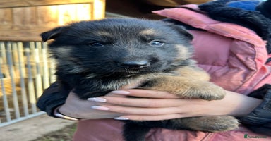 German Shepherd dogs Beautiful chunky German shepherd puppies  - Advert 2