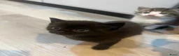 Mixed Breed cats for sale: Tabby and black kittens - Advert 10