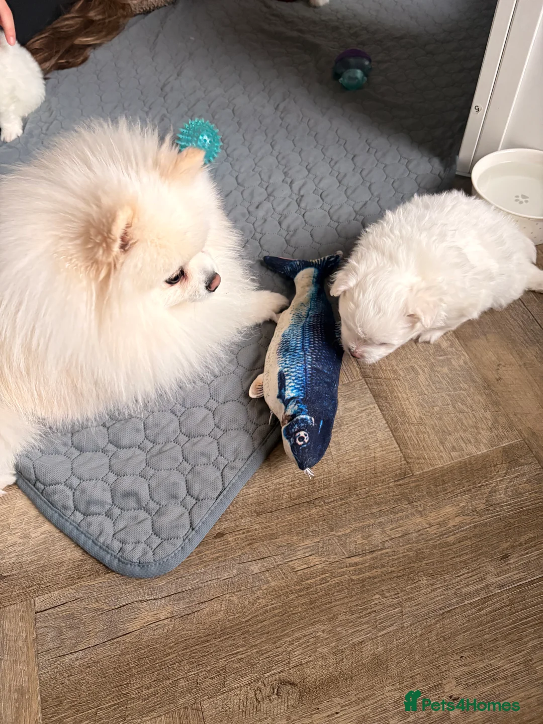 Mixed Breed dogs for sale: Pomachon male puppies  - Advert 5