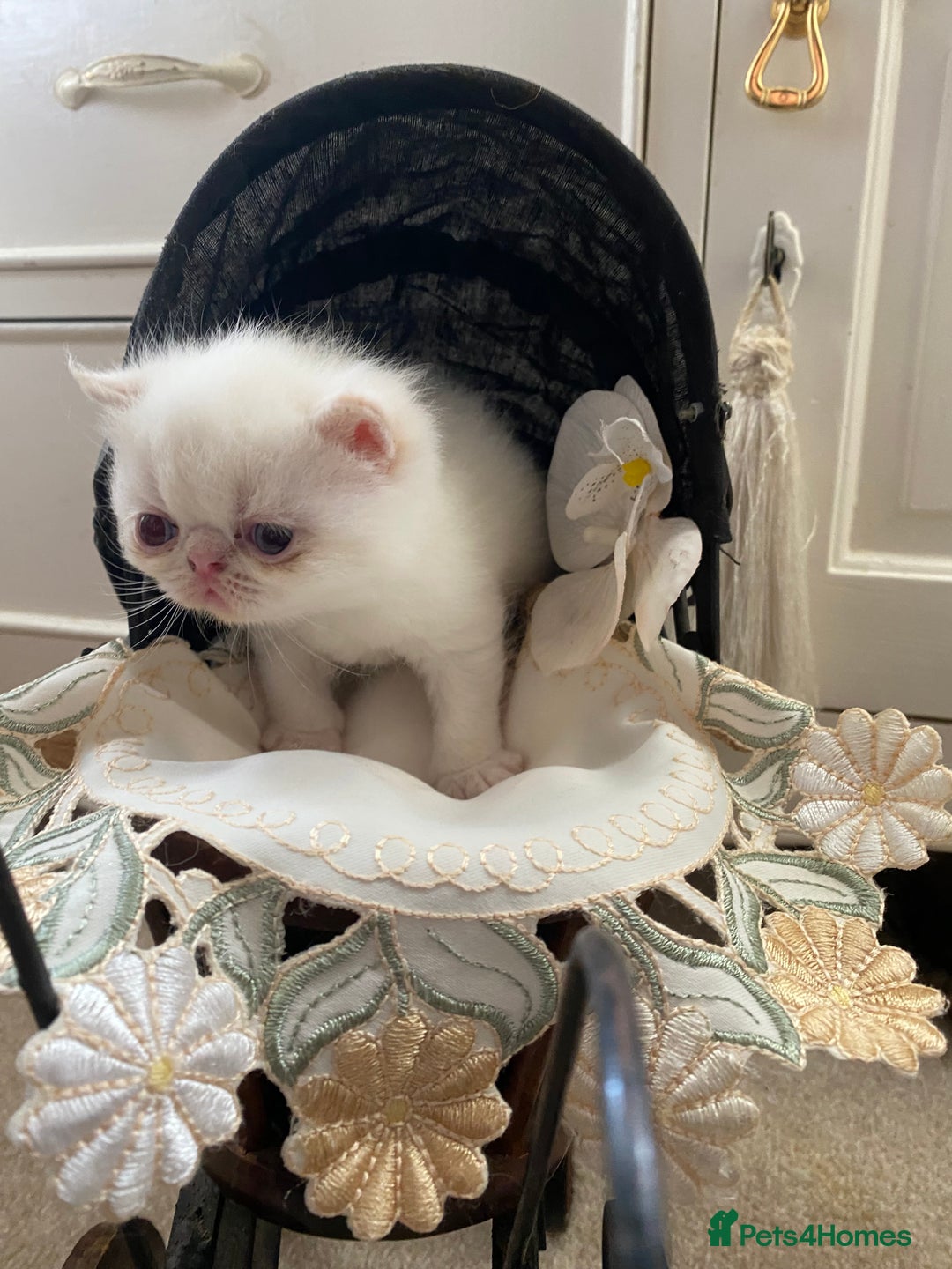 Exotic cats for sale: Outstanding exotic kittens  - Image 8