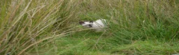Siamese cats for sale: Adorable Siamese Kittens in Inverness - Advert 14