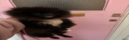 Pomeranian dogs for sale: Pomeranian Pup for Sale  - Advert 3