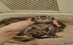 Maine Coon cats for sale: Adorable kittens Maine coon  - Image 8