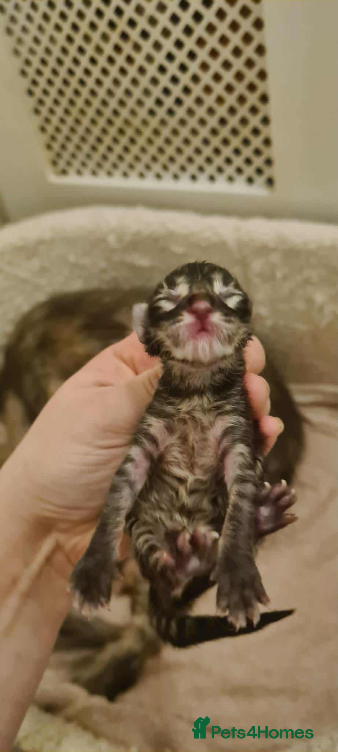 Maine Coon cats for sale: Adorable kittens Maine coon  - Image 8