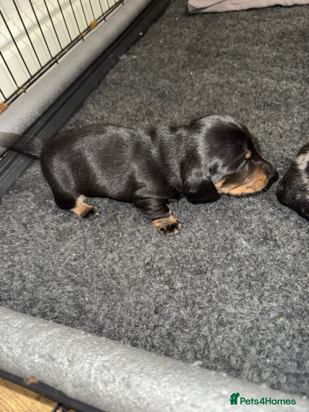 Dachshund dogs for sale: 4 miniature x jack russle   - Advert 7