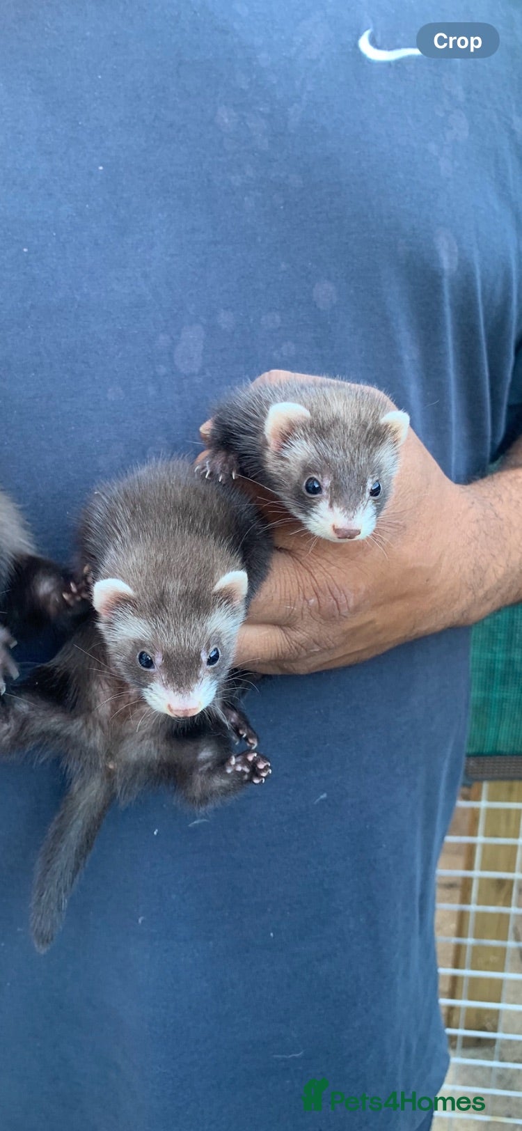 Ferret rodents Ferret kits for sale  - Advert 15