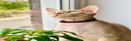 Mixed Breed cats for sale: Rehome Our Charming 5-Year-Old Sphynx in Seaham - Advert 3