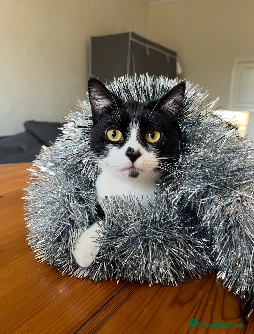 British Shorthair cats for sale: female cat for sale  - Advert 6