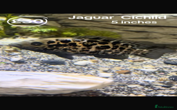 Catfish fish for sale: Fish for sale  - Image 7