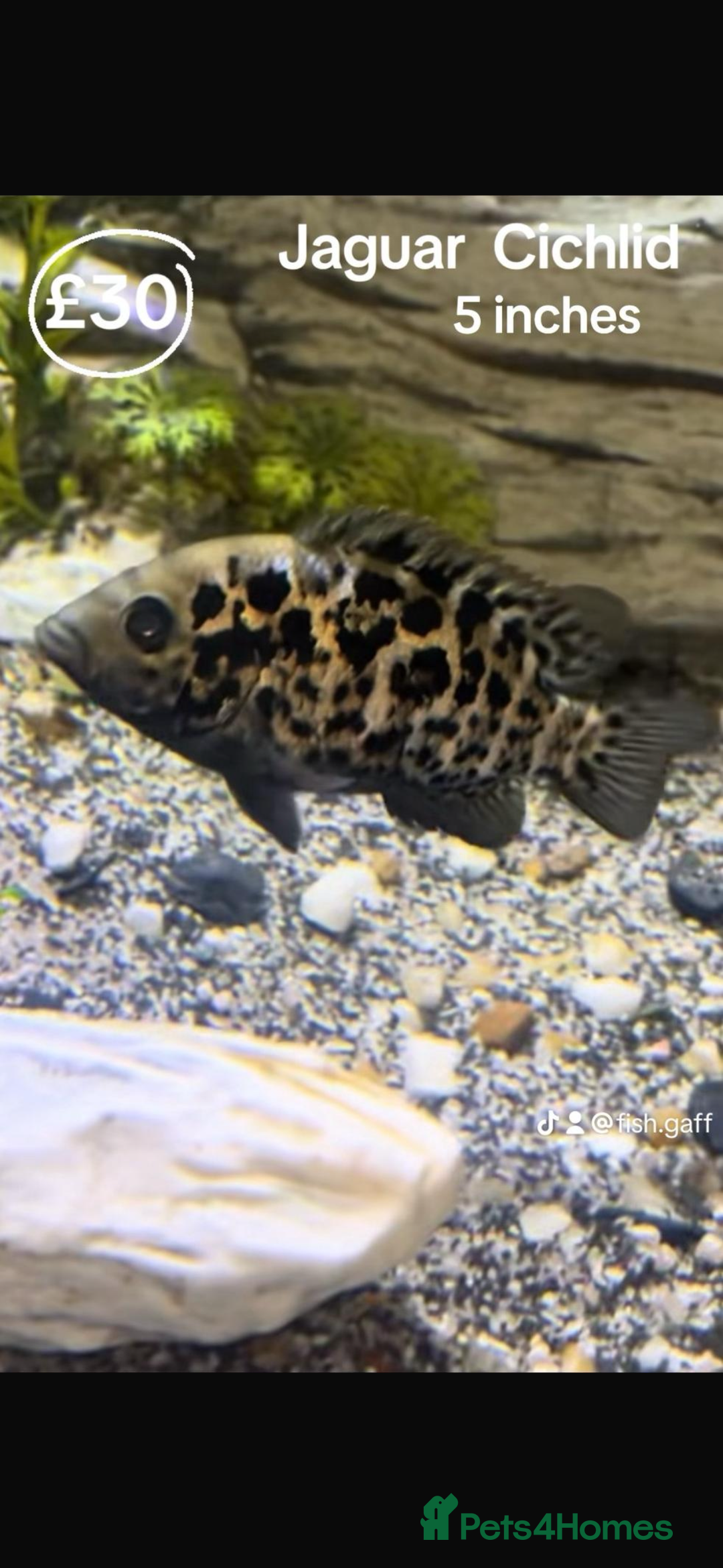 Catfish fish for sale: Fish for sale  - Image 7
