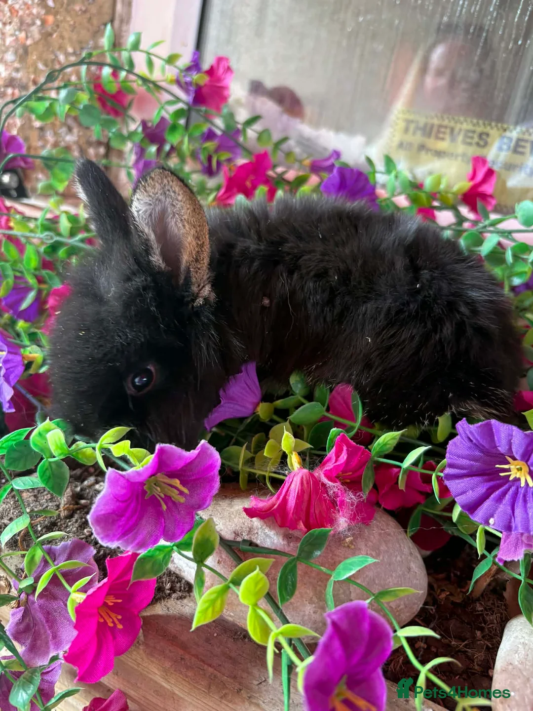 Mini Lop rabbits for sale: Mini lop baby rabbits  - Advert 7