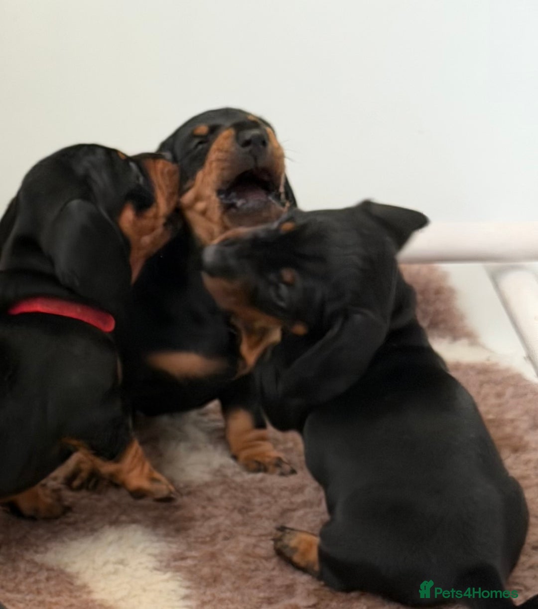 Miniature Dachshund dogs for sale: Miniature Smooth Haired Dachshund Puppies  - Advert 5
