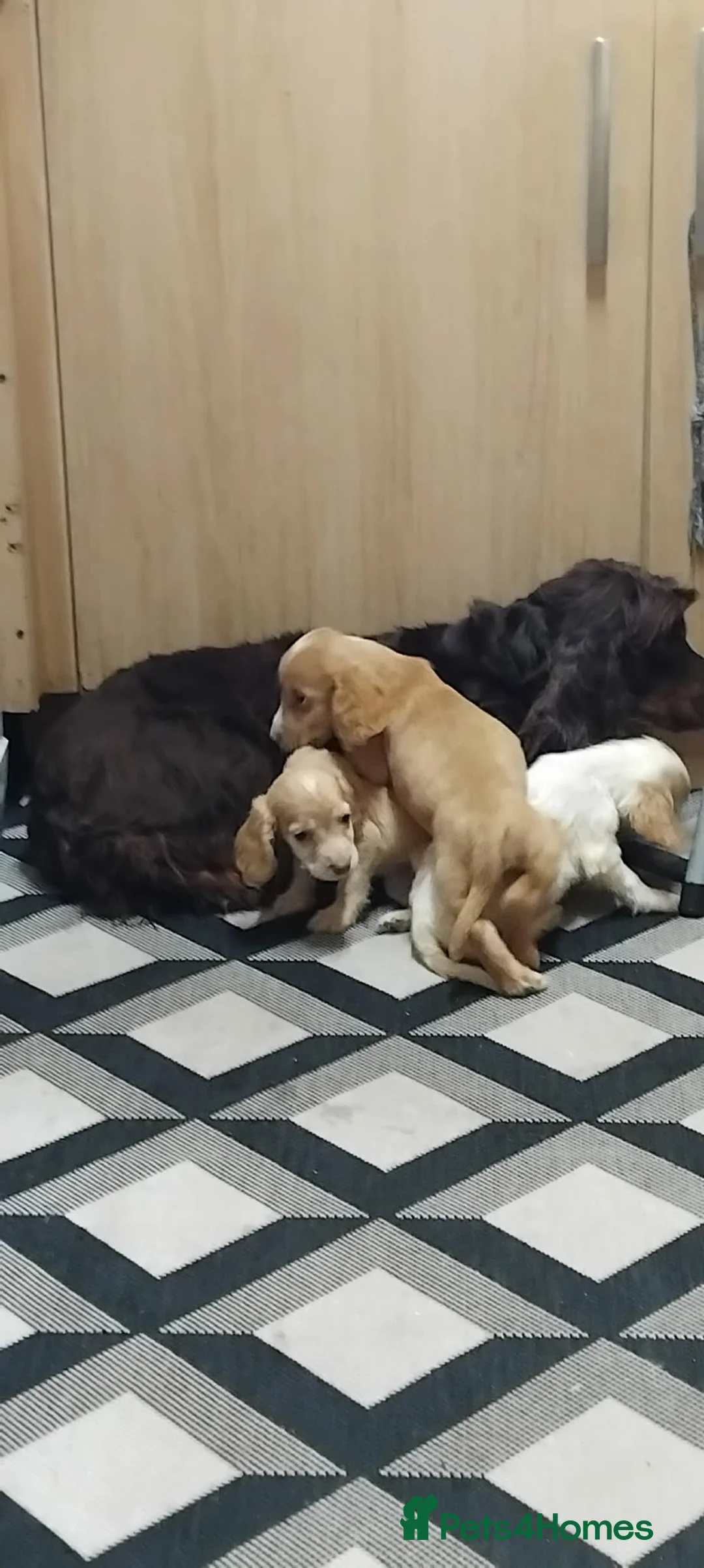 Cocker Spaniel dogs for sale: Cocker spaniel babies  in Barnsley - Advert 2