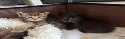 Domestic Shorthair cats for sale: Beautiful kittens for sale - Advert 9
