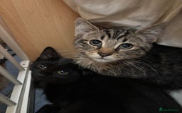 Mixed Breed cats for sale: 4 kittens  - Image 1