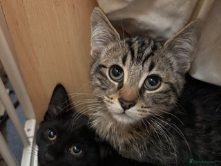 Mixed Breed cats - Advert 24