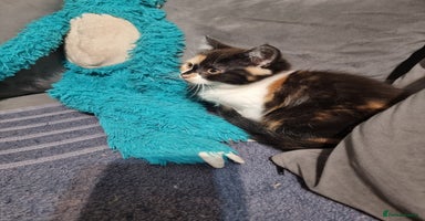 Persian cats Persian kittens - Advert 15