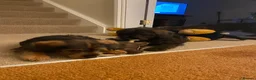 Mixed Breed dogs for sale: Little Penny  - Advert 11