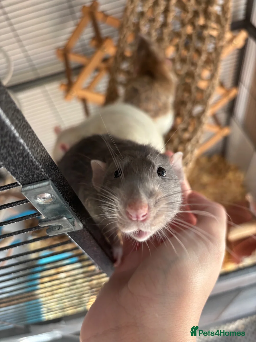 Rat rodents for sale: 6 male rats need for rehoming in Rugby - Advert 2