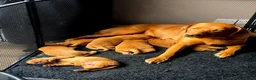 Labrador Retriever dogs for sale: Stunning litter of Fox Red Labrador Retrievers  - Advert 5