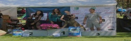 Cane Corso dogs for sale: Purebred Cane Corso  - Advert 9