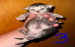 British Shorthair cats for sale: 🩵 3 British Long/Shorthair kittens! 🩵 - Image 1