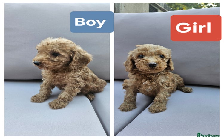 Cavapoo dogs - Advert 13