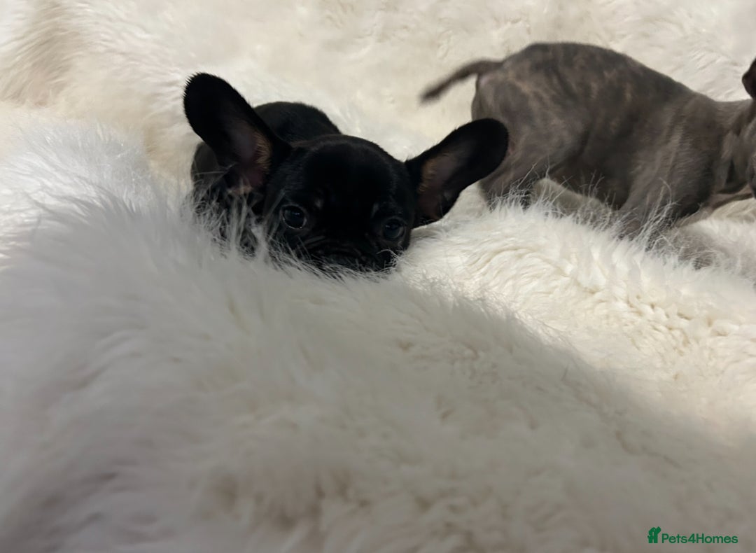 French Bulldog dogs for sale: French Bulldog pups - Advert 8