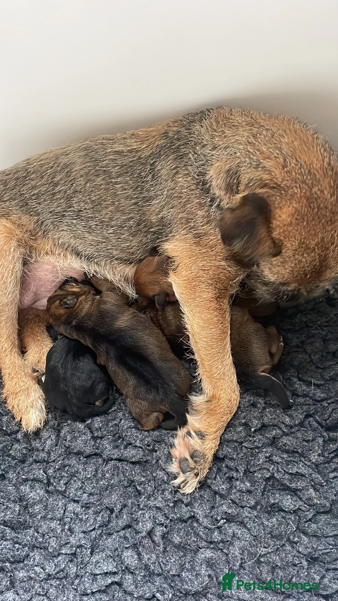 Border Terrier dogs for sale: For Sale - Advert 1