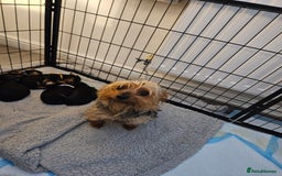 Mixed Breed dogs for sale: Yorkie x daxy puppies  - Image 1