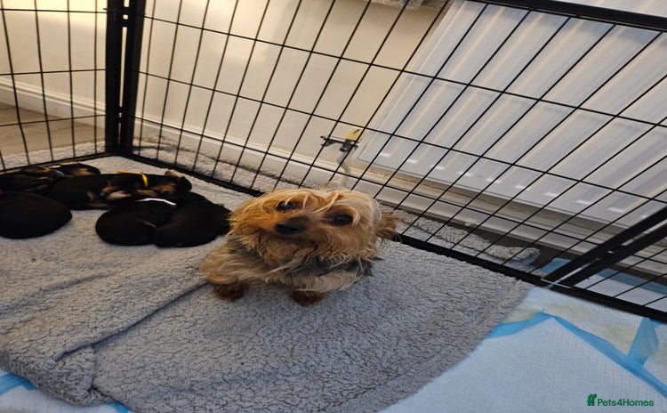 Mixed Breed dogs - Advert 1