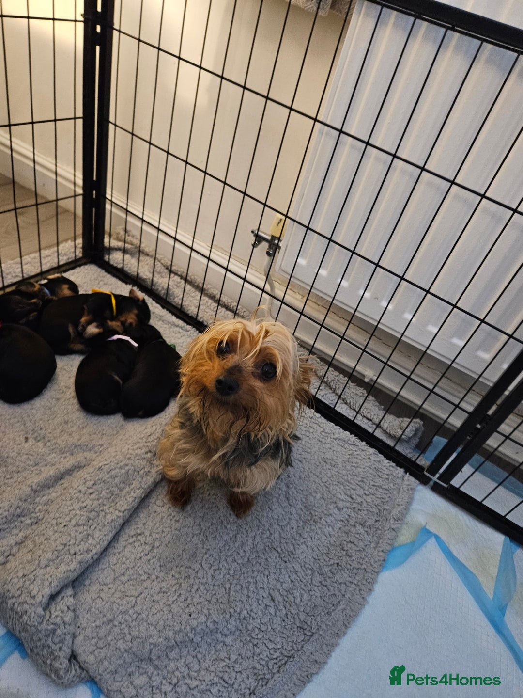Mixed Breed dogs for sale: Yorkie x daxy puppies  - Image 1