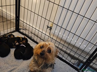 Mixed Breed dogs for sale - Advert 1