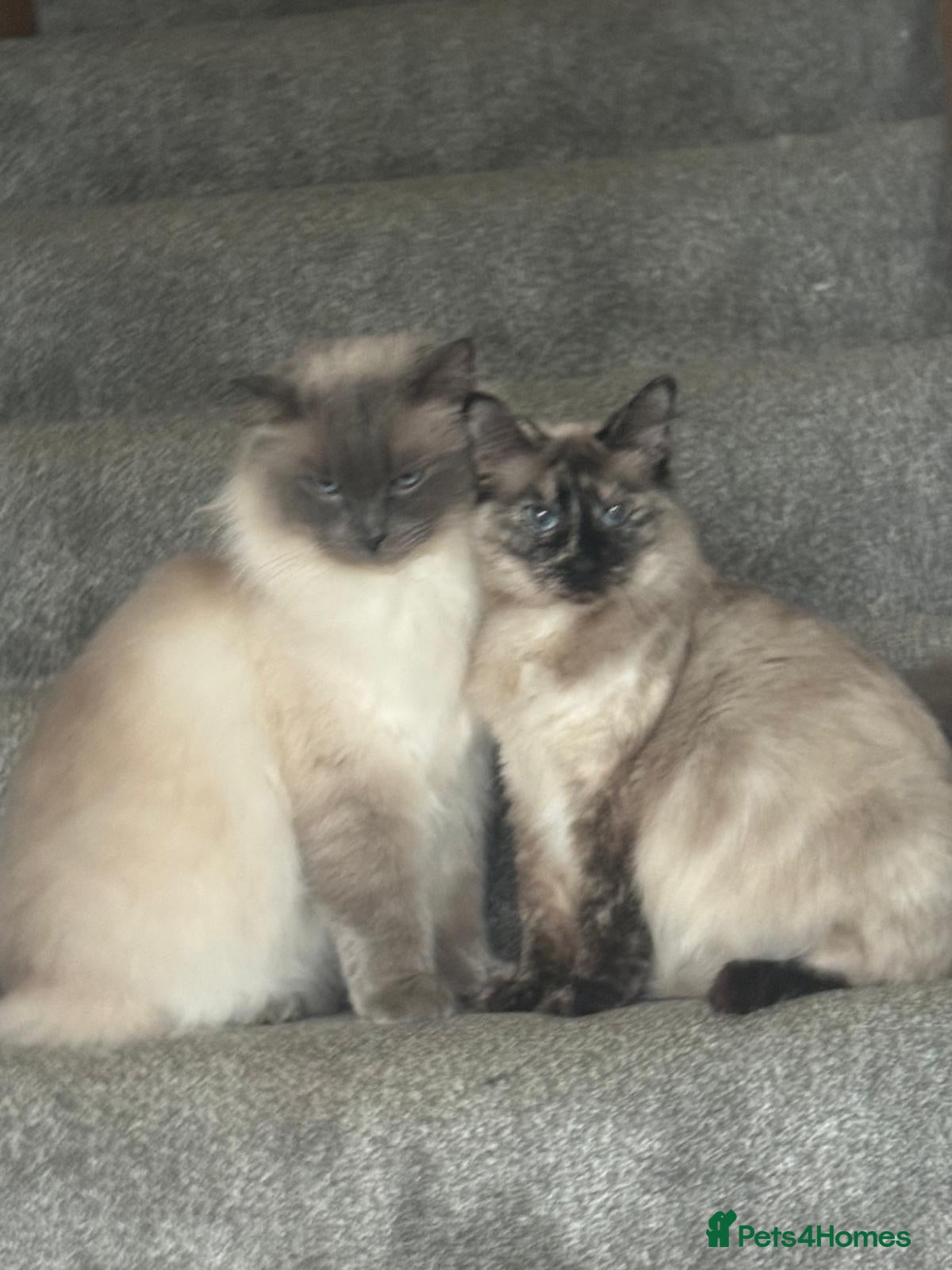Ragdoll cats Beautiful Ragdoll X Kittens  - Advert 5