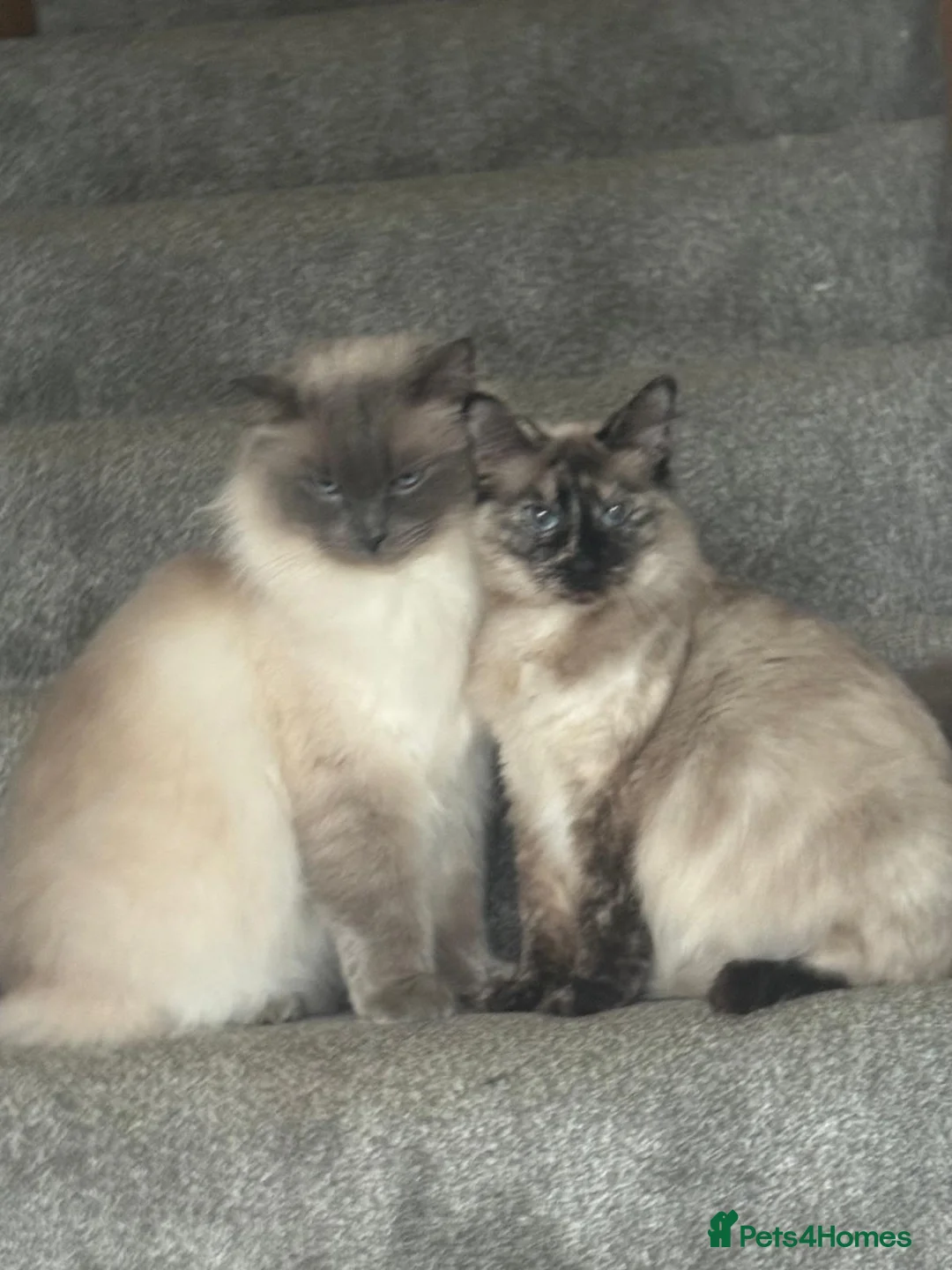 Ragdoll cats for sale: Beautiful Ragdoll X Kittens  in Stockton-on-Tees - Advert 1