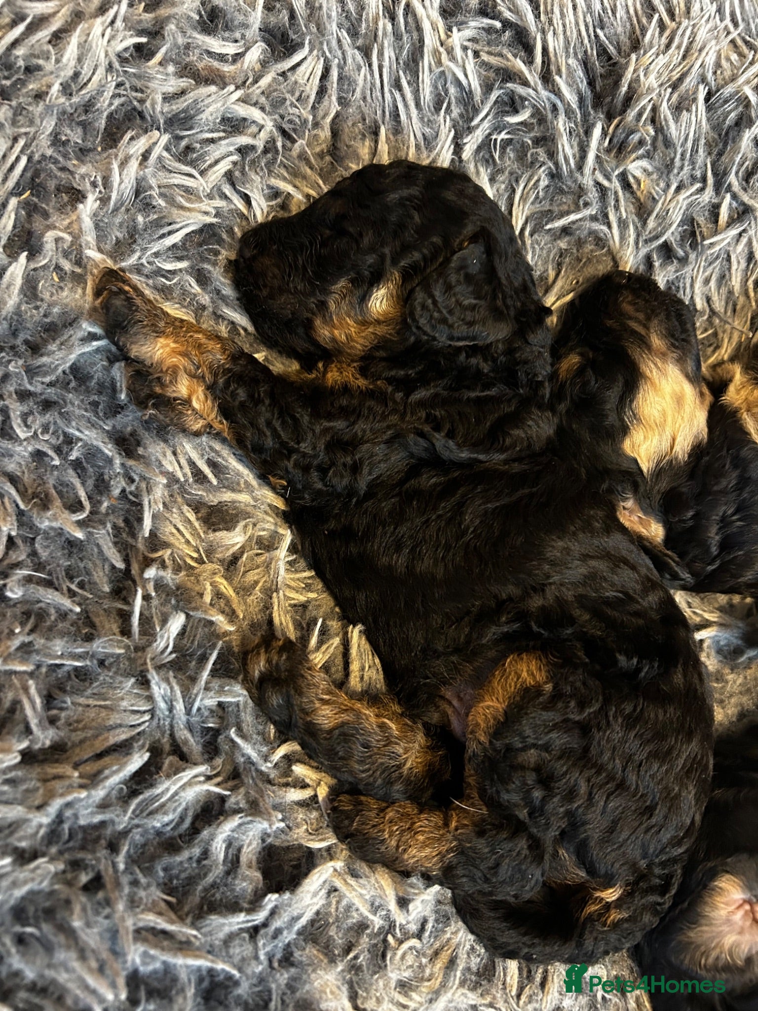 Toy Poodle dogs Beautiful litter of phantom poodles  - Advert 15